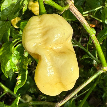 WhyNot - Seeds - The Pepper Pantry (Formerly Marie Sharp's)